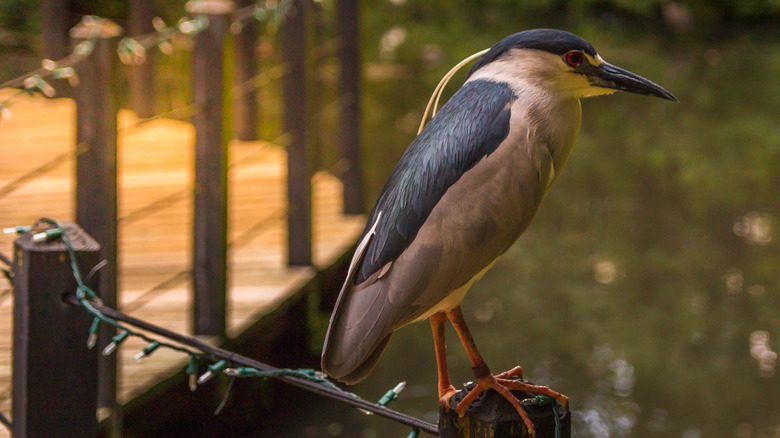 A heron perched on a fence decorated with Christmas lights