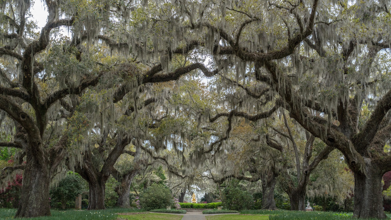 Old Spanish moss-draped oak trees lining a path in a garden