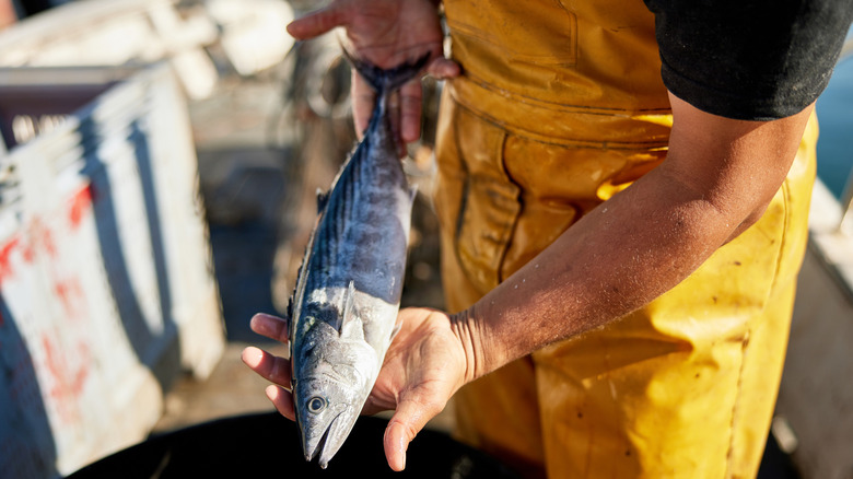 Fisherman holding a fish in Barnegat Light, New Jersey