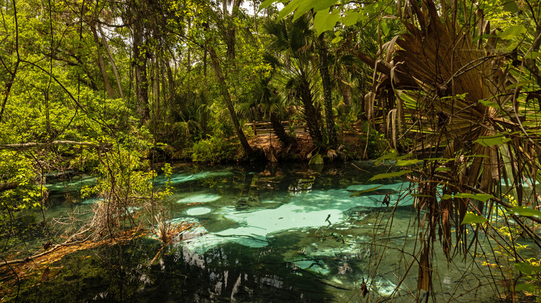 Juniper Springs surrounded by green foliage