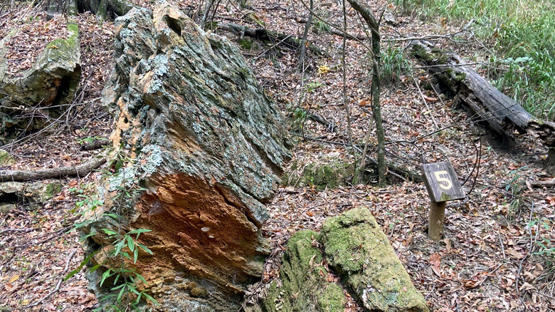 Petrified log in near a marker in Mississippi's Petrified forest