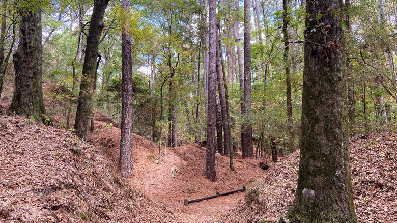 Trees along a trail in Mississippi's Petrified Forest