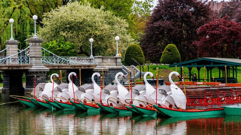 swan boats in the Boston Public Garden
