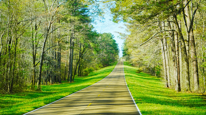 A view of the road going through Natchez Trace Park with trees on both sides