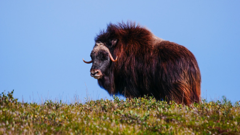 Alaskan muskox lords over its land