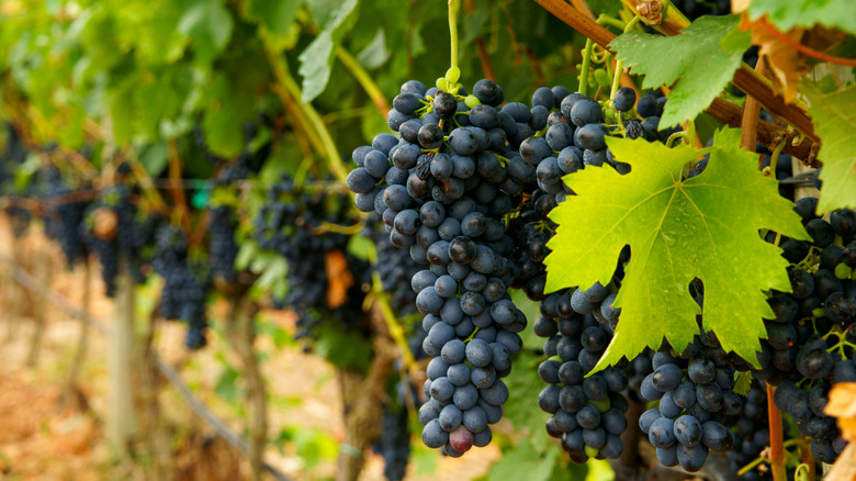 Grapes hanging on the vine at a vineyard