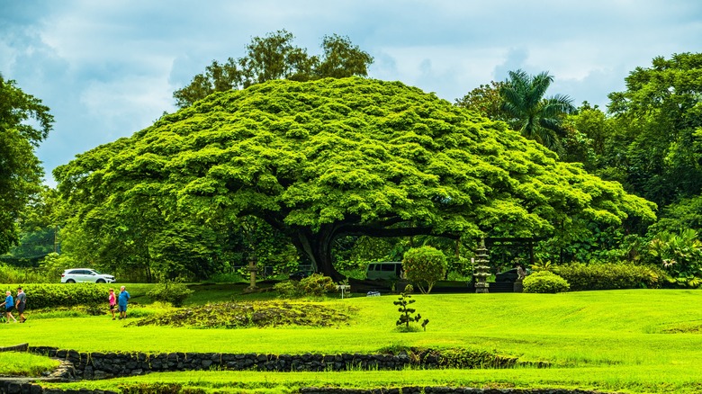 a monkeypod tree at Lili'upokalani Gardens