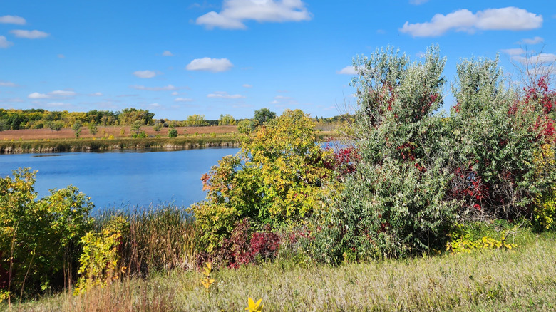 Shrubbery along a river at Turtle River State Park in North Dakota
