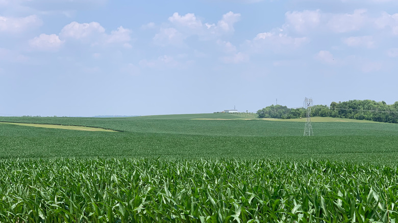 Countryside landscape near Marion, Iowa