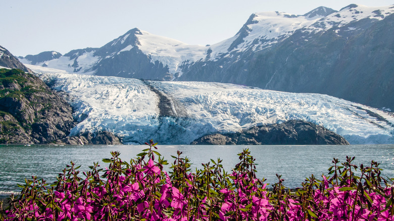 Portage Valley, a glacial area in Alaska near Anchorage, with flowers in the summer