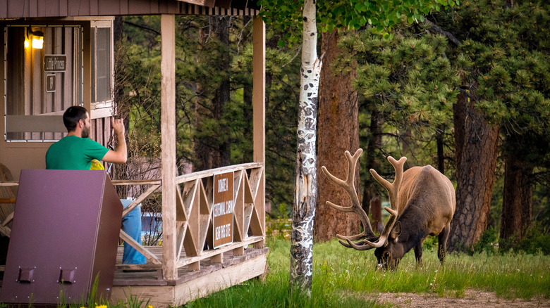 Person at YMCA Estes Park cabin looking at elk.