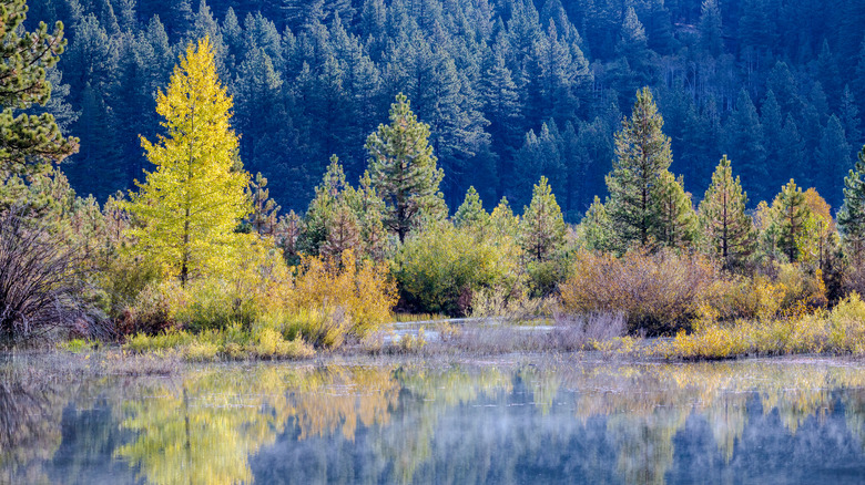 Trees line the banks of Spooner Lake, Nevada