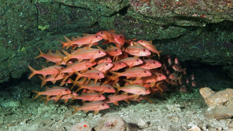Shoal of goatfish at Five Caves, Maui