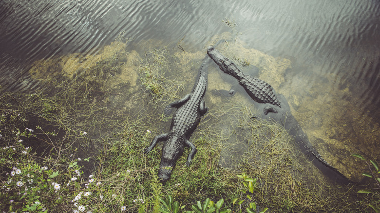 Two alligators in the Everglades, just outside of Florida City