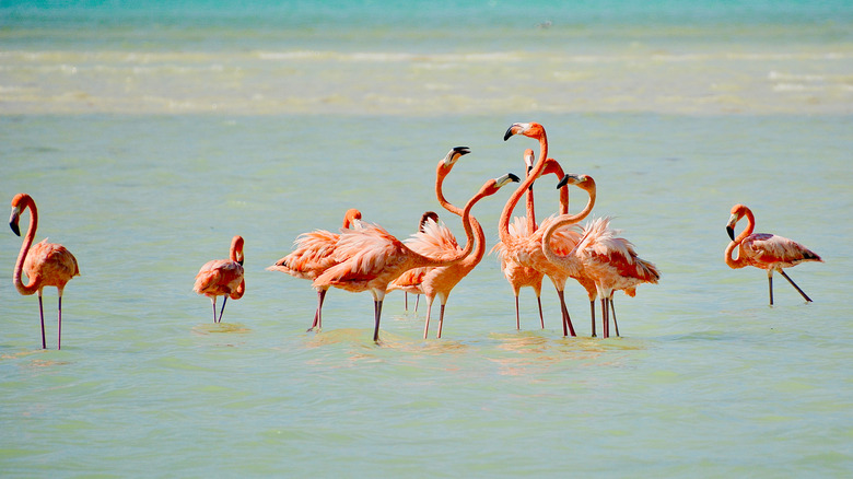 Flamingos in Isla Holbox