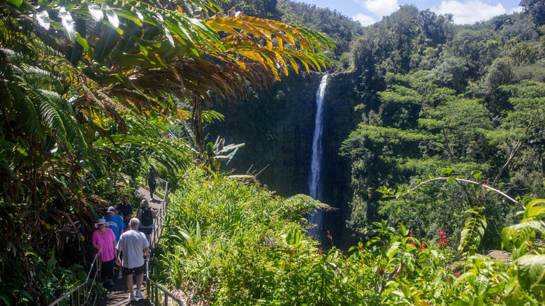 People walking to the lookout point for Akaka Falls