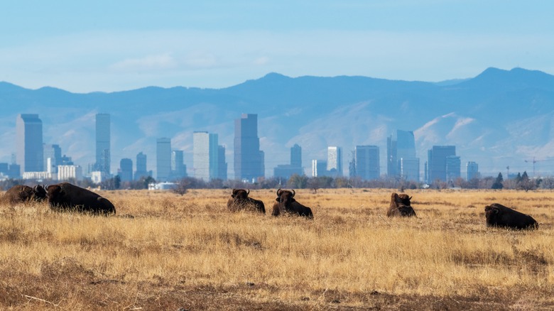Bison resting at Rocky Mountain Arsenal Refuge