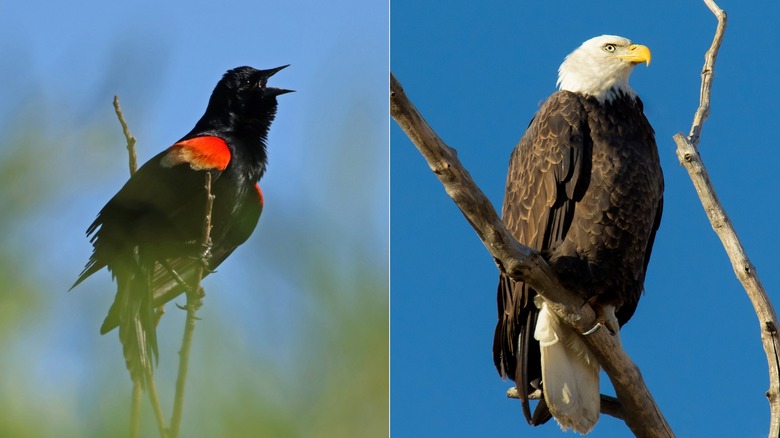 Red winged blackbird & Bald eagle at Rocky Mountain Arsenal Refuge