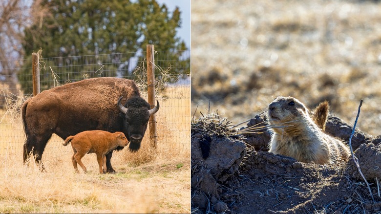Bison and calf & A prairie dog at Rocky Mountain Arsenal Refuge