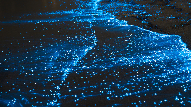 Bioluminescent beach in the Maldives