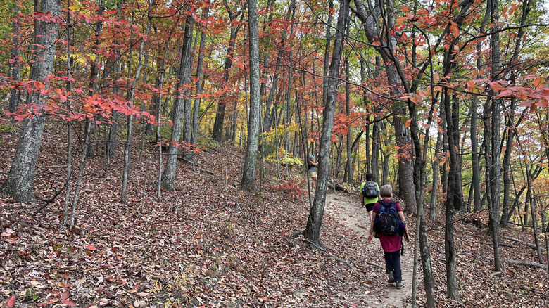 people walking on trail with red and yellow leaves on trees