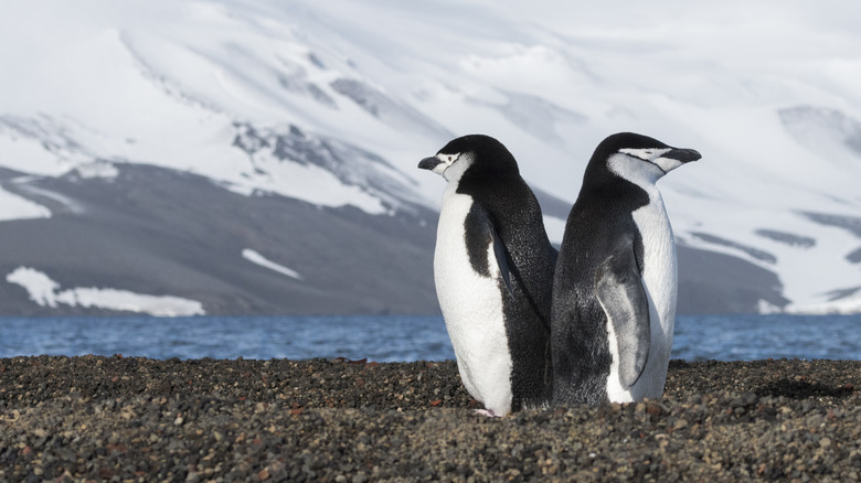 Close-up of two chinstrap penguins at a colony in Whalers Bay on Deception Island in Antarctica