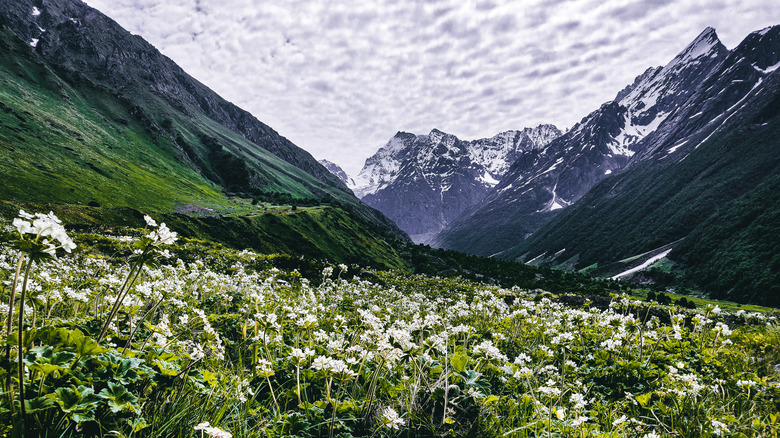 Mountains and flowers of Valley of Flowers National Park, India