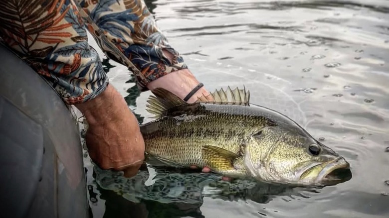 Fisherman holding largemouth bass on Devils River