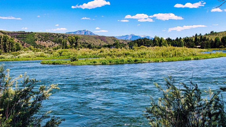 Lush riverbanks along the Snake River, Idaho