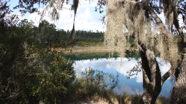 A mossy tree by a lake