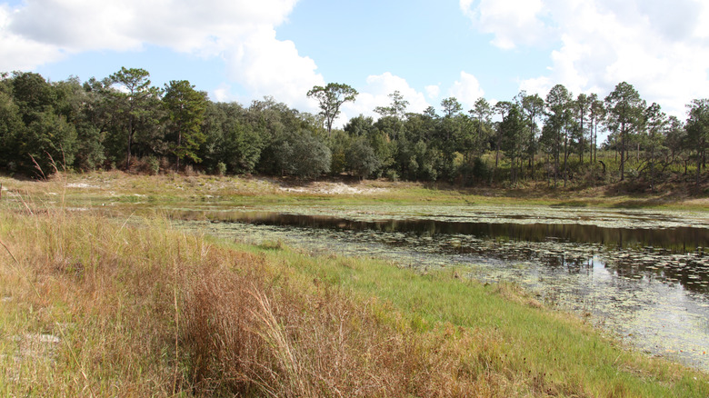 A grassy area beside a lake
