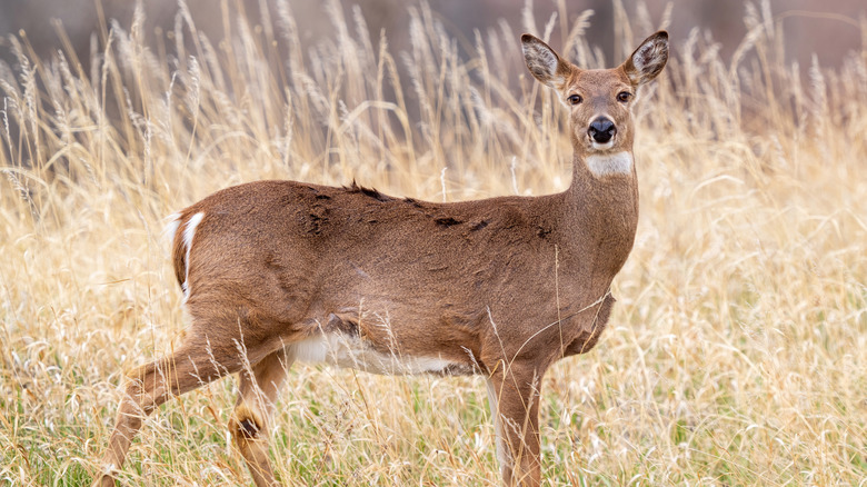 A white-tailed deer walking through fields