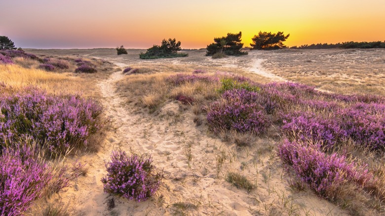 Heathlands under sunset in De Hoge Veluwe National Park