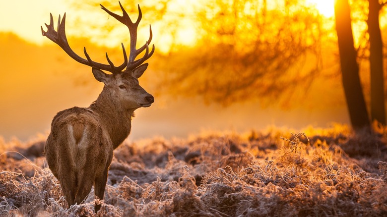 Stag under winter sunset in De Hoge Veluwe National Park