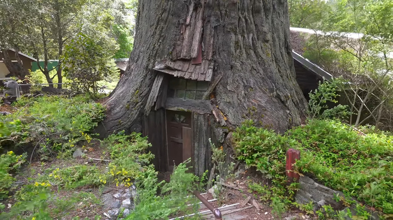 A door going into the World Famous Tree House in a redwood in California