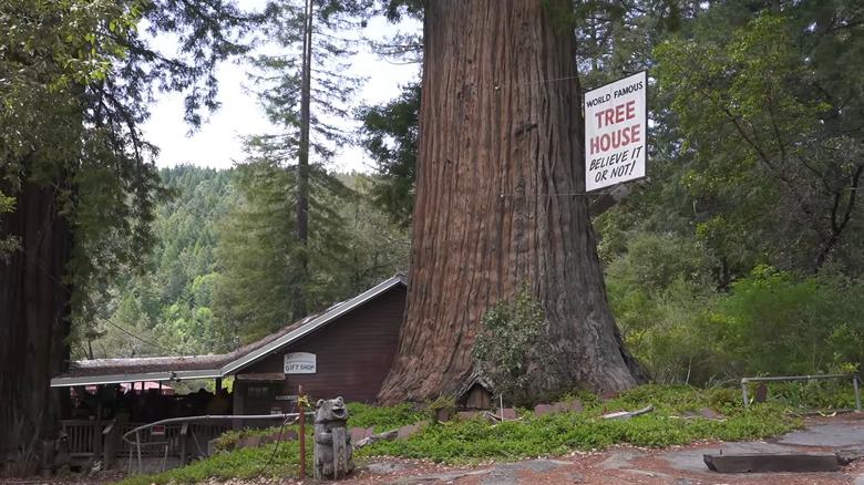 Exterior of the World Famous Tree House redwood tree in California