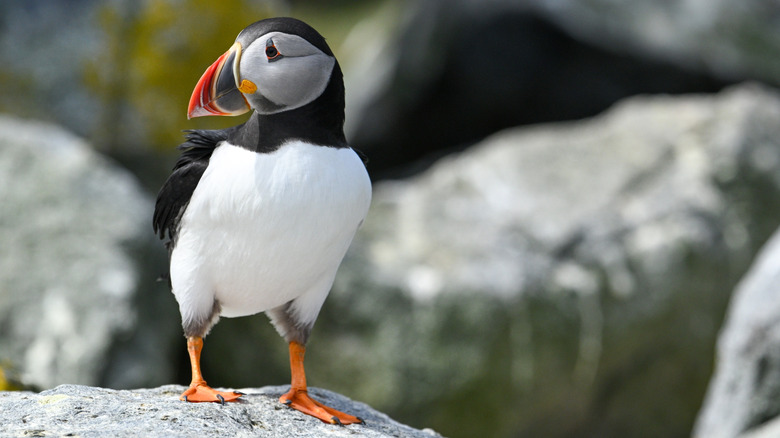 Atlantic Puffin perched on rock