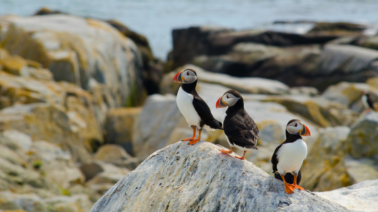 Atlantic Puffins perched on rocks