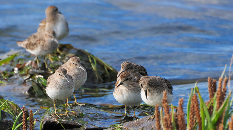 Sandpipers standing on rocks along Willapa Bay coast