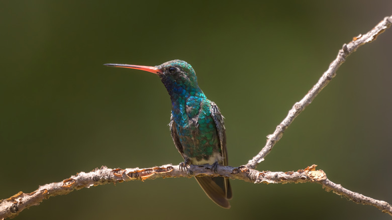 Broad billed hummingbird, Madera Canyon