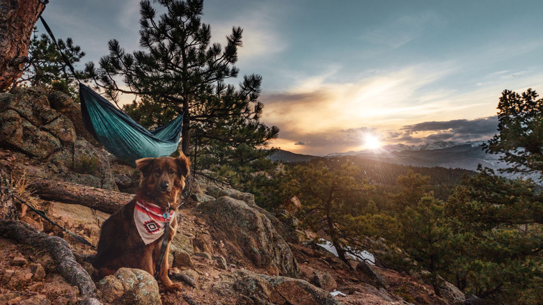 A dog and a camper on a southwestern mountainside