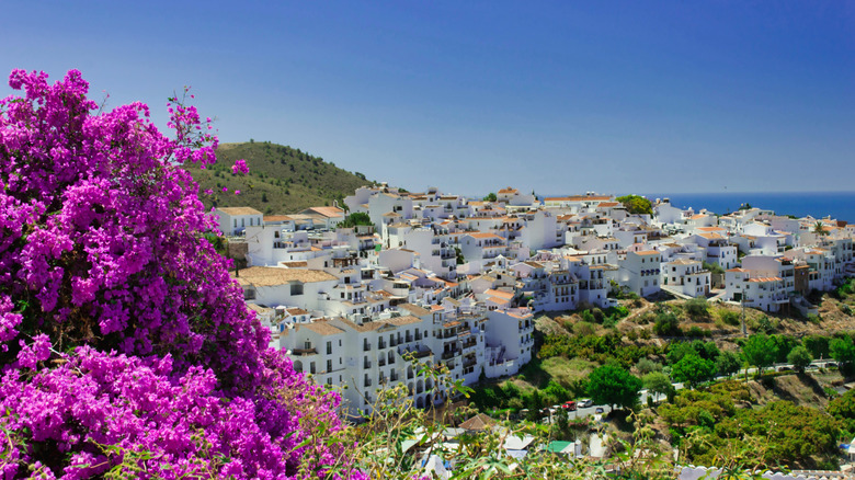 Bougainvilleas frame the beautiful whitewashed village of Frigiliana