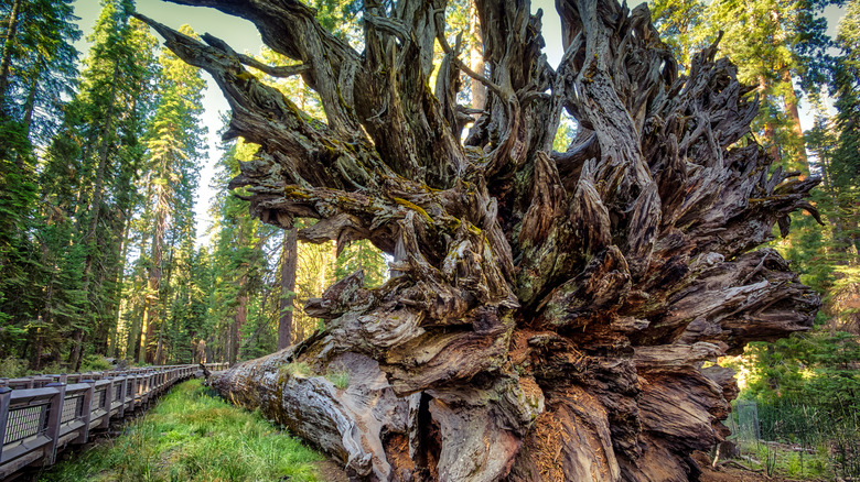 the Fallen Monarch tree in Mariposa Grove, California