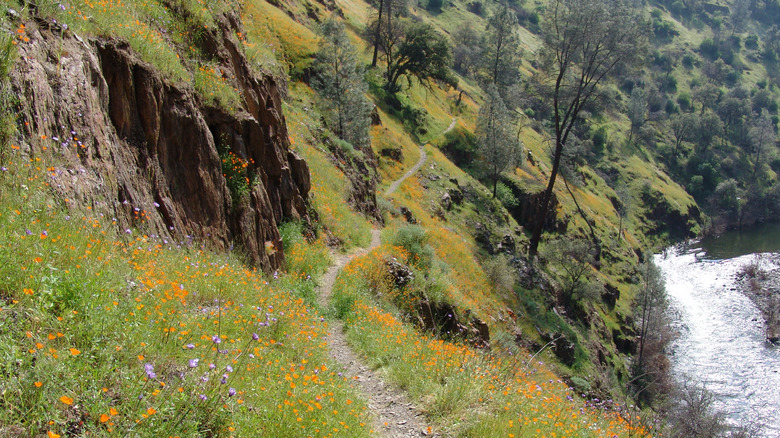 The Hite Cove Trail beside the Merced River.