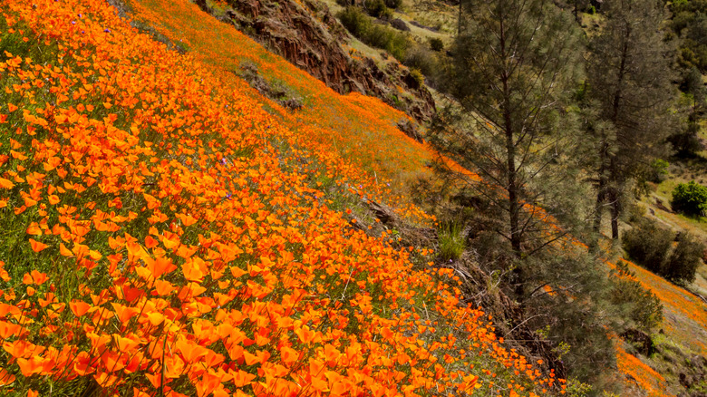 Orange poppies on the Hite Cove Trail in Yosemite