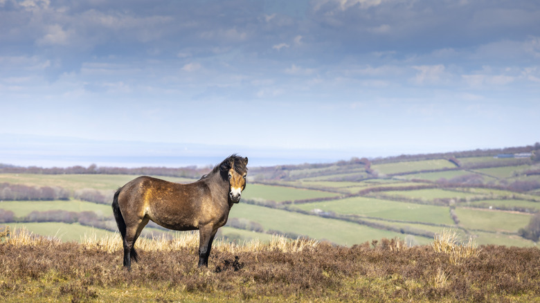 A wild Exmoor pony roaming the hills