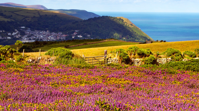 Heather fields meet serene hills and coast in Exmoor