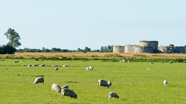 Sheep in field next to Chamber Castle in East Sussex