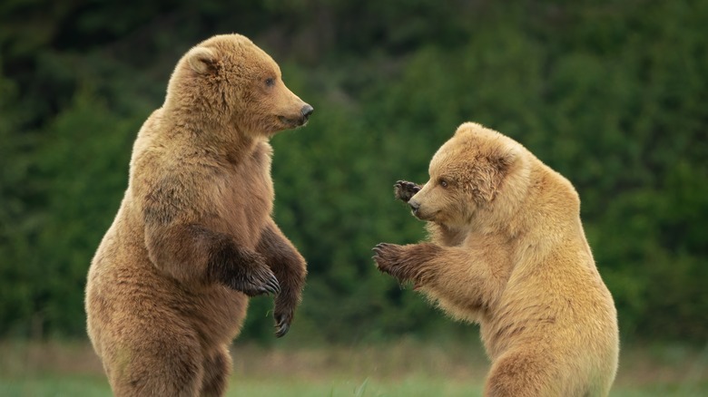 bear cubs at Lake Clark