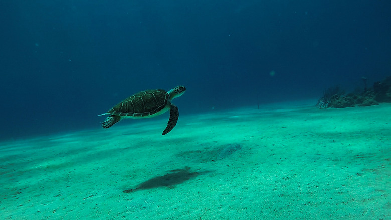 View of a turtle swimming underwater off St. Croix